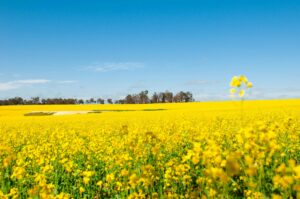 Een uitgestrekt koolzaadveld in bloei, de plantaardige bron van Behentrimonium Methosulfate dat geen sulfaat is